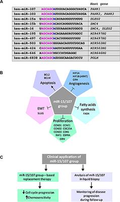 miR-15/107 microRNA Gene Group: Characteristics and Functional Implications in Cancer